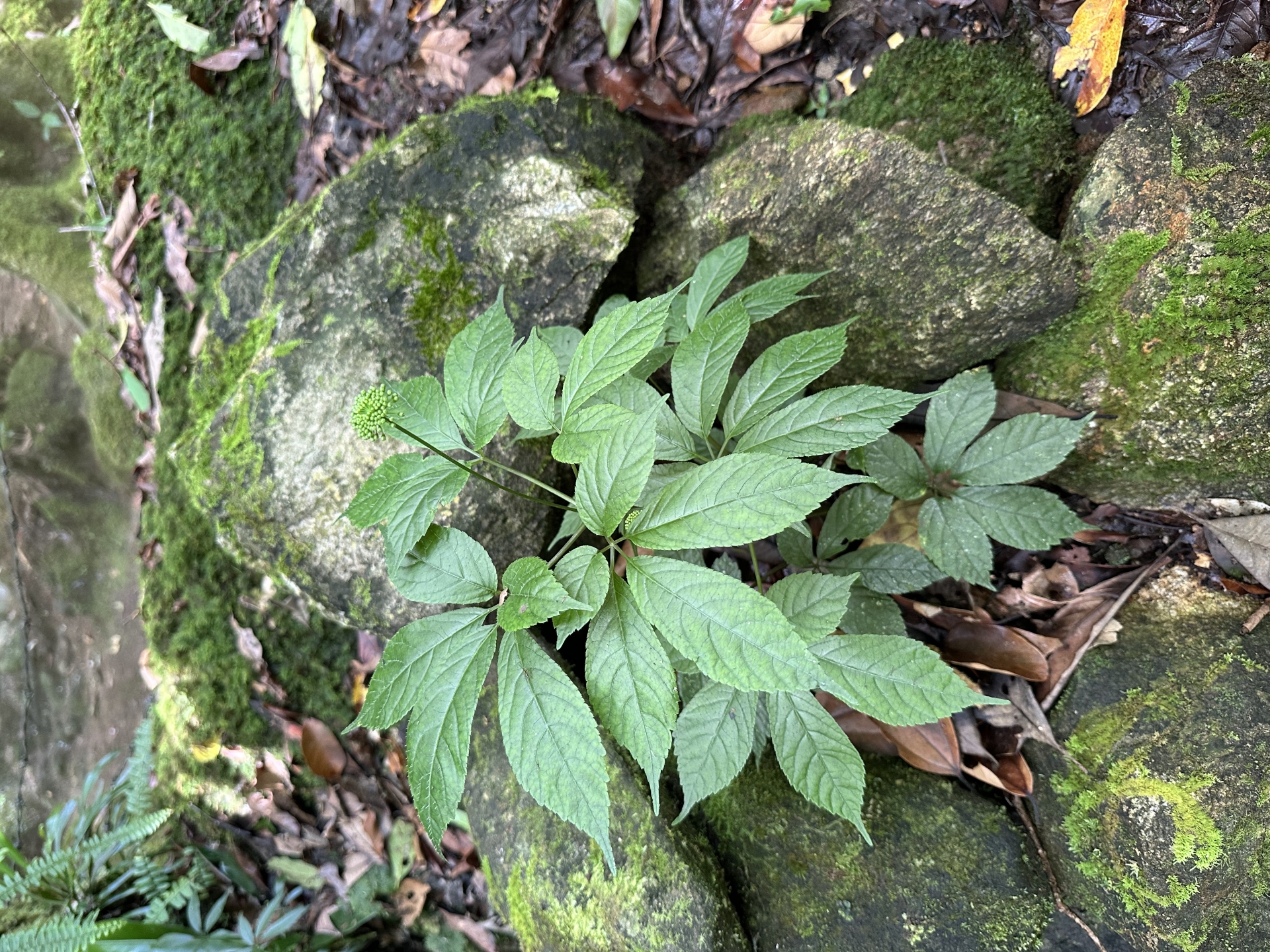 cách trồng sâm ngọc linh